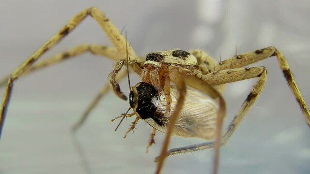 Spider attacks insect and kills it.