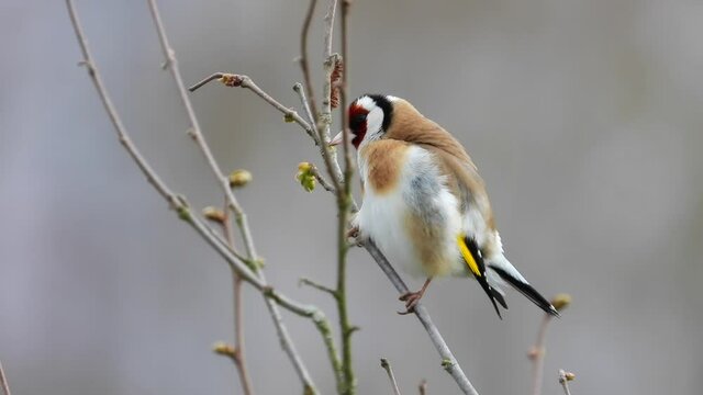 Stieglitz&nbsp;(Carduelis carduelis)