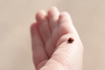 Beautiful female hand with a ladybug. Macro. Ladybird on the hand.
