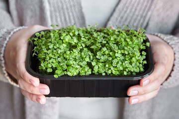 Microgreen arugula sprouts in female hands micro green