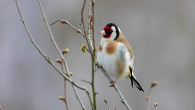 Stieglitz&nbsp;(Carduelis carduelis)