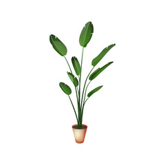 Strelicja - egzotyczne liście w brązowej doniczce. Botaniczna ilustracja tropikalnej rośliny na białym tle. © Monika