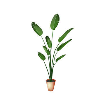 Strelicja - egzotyczne liście w brązowej doniczce. Botaniczna ilustracja tropikalnej rośliny na białym tle.