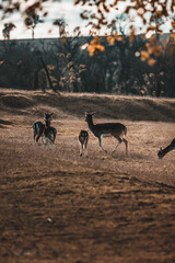 deers 