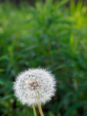 Tokyo,Japan-April 20, 2021: Dandelion puff or parachute ball in a garden
