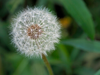 Obraz premium Tokyo,Japan-April 20, 2021: Dandelion puff or parachute ball in a garden 