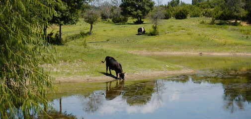 Obraz na płótnie Canvas Black cow drinking from Texas tank or pond water in summer field.