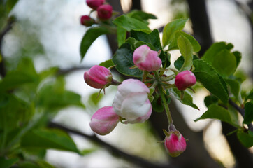 Spring Cherry blossoms, pink flowers.