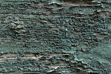 background of a wooden, green wall, with a time-damaged structure 