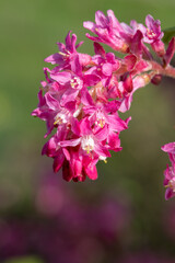 Close up of flowers on a red flowering currant (ribes sanguineum) shrub