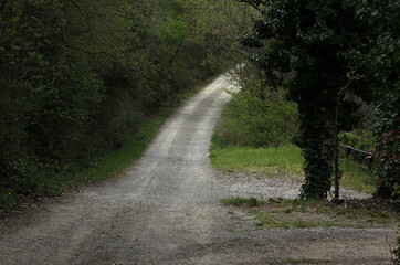 country road in Tuscany, among the forest and surrounded by cypresses and conifers 