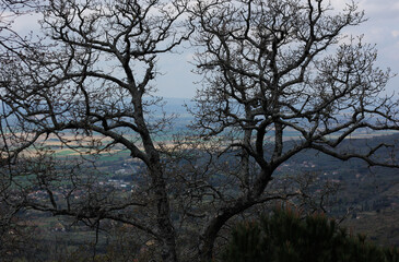 a huge tree with many branches