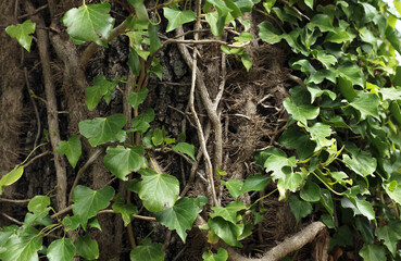 ivy entwined the trunk of a tree has taken many roots, against the background of a blurred forest background 