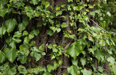 ivy entwined the trunk of a tree has taken many roots, against the background of a blurred forest background 