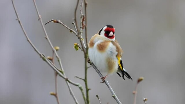 Stieglitz&nbsp;(Carduelis carduelis)