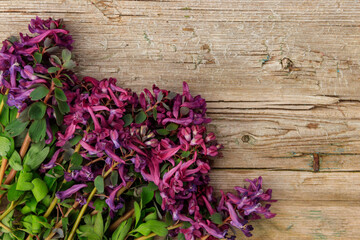 Purple corydalis flowers on rustic wooden background