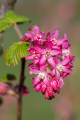 Close up of flowers on a red flowering currant (ribes sanguineum) shrub