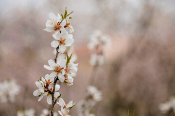 Close up apple blossom white and pink flowers, flowering branch of apple tree, picturesque symbol of early spring, Petrin hill, fruit orchard, sunny day, selective focus, blurred background, Prague