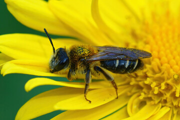 Closeup of a female Short-fringed Mining Bee, Andrena dorsata on a yellow flower