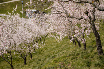 Petrin hill city center, cherry apple blossom, white flowering fruit trees orchard, early spring sunny day, selective focus, blurred background, Seminar garden, Prague, Czech Republic