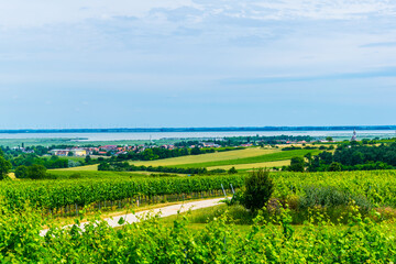 view of a vineyard situated next to neusiedlersee in Austria.