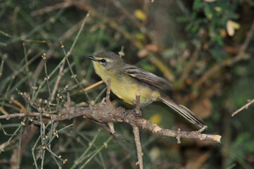 Greater Wagtail tyrant, Chaco Forest, Argentina