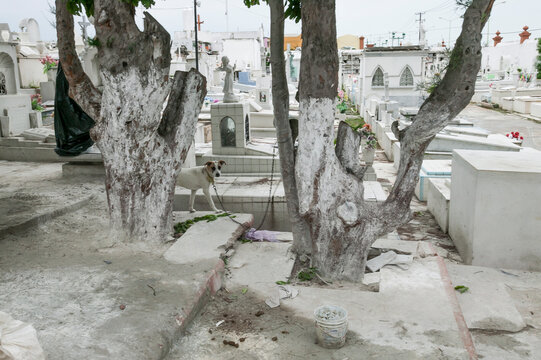 White and brown dog chained to a tree painted with calcium hydroxide in the Panteon de San Roman cemetery, Campeche, Mexico.