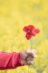 hand with clenched fist holding a pair of poppies with an out-of-focus yellow background