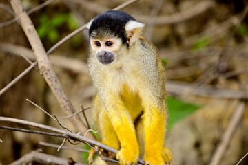 Golden Squirrel Monkey (Saimiri sciureus) sitting on branch in Pampas del Yacuma, Bolivia.