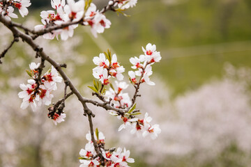 Close up apple blossom white and pink flowers, flowering branch of apple tree, picturesque symbol of early spring, Petrin hill, fruit orchard, sunny day, selective focus, blurred background, Prague
