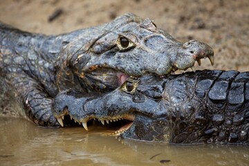 Closeup of two Black Caiman (Melanosuchus niger) fighting  jaws locked Pampas del Yacuma, Bolivia