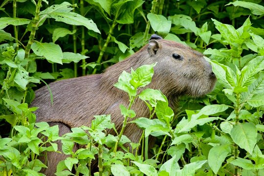 Side on portrait of Capybara (Hydrochoerus hydrochaeris) hiding in green jungle Pampas del Yacuma, Bolivia.