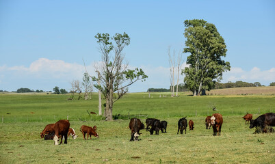 Cattle in Argentine countryside,La Pampa Province, Argentina.