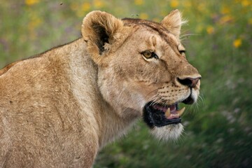 Closeup portrait of wild lion (Panthera leo) showing teeth in Ngorongoro Crater, Tanzania.