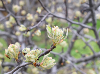 Buds pear tree . Budbreak. Spring flowering of the orchard. Springtime.