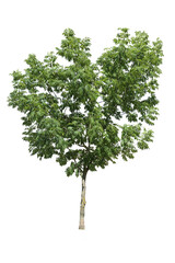 Elm tree with green leaves isolated on white background.