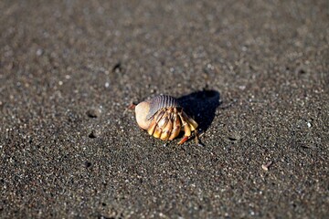 Closeup portrait of Hermit Crab (Pagurus samuelis) on sand in Corcovado National Park, Panama.