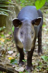 Closeup portrait of wild Baird's Tapir (Tapirus bairdii) walking in Corcovado National Park, Panama.