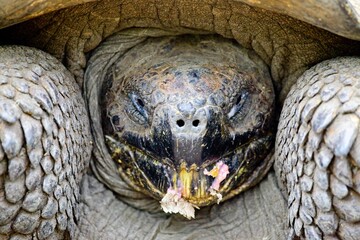 Extreme close up of Galapagos Tortoise (Chelonoidis nigra) eating fruits Galapagos Islands Ecuador.