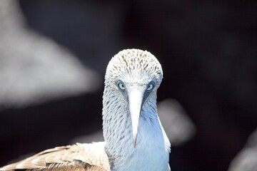 Head on portrait of Blue Footed Booby (Sula nebouxii) with eyes staring at camera, Galapagos Islands, Ecuador.