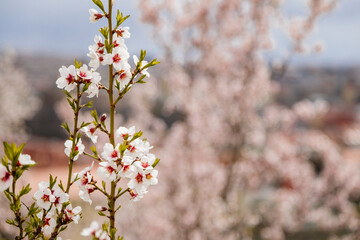 Close up apple blossom white and pink flowers, flowering branch of apple tree, picturesque symbol of early spring, Petrin hill, fruit orchard, sunny day, selective focus, blurred background, Prague