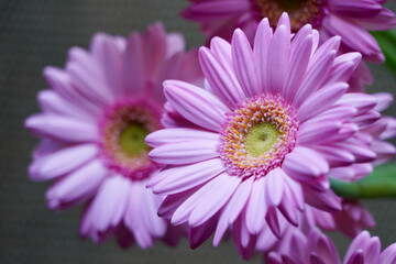 gerbera flower