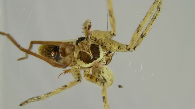 Spider attacks insect and kills it.