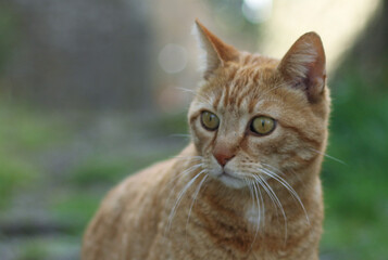 Naklejka na ściany i meble Portrait of a street ginger cat, against a blurred green nature background 
