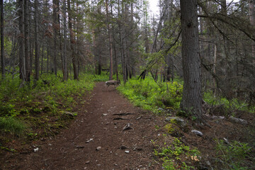 Fototapeta premium Deer crossing a hiking trail in the forest 