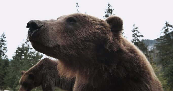 Close-up Portrait of Carpathian Brown Bear in Wild Nature. Dangerous Power fool Animals in Forest, Wildlife of Bears, Flora, and Fauna, living in wild free Habitat. Nature. Landscape. Wood.