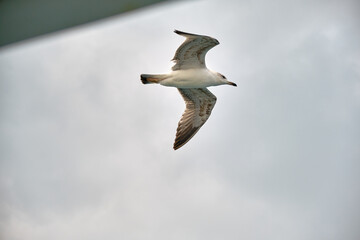 Single and huge seagull flying over istanbul bosphorus. Photo taken during public and pedestrian transportation ferry.