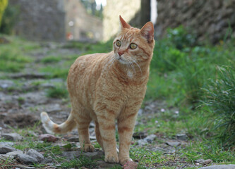 Portrait of a street ginger cat, against a blurred green nature background 