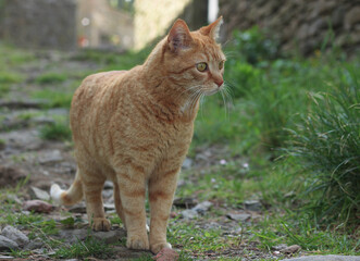 Portrait of a street ginger cat, against a blurred green nature background 