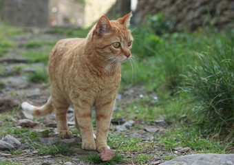 Portrait of a street ginger cat, against a blurred green nature background 